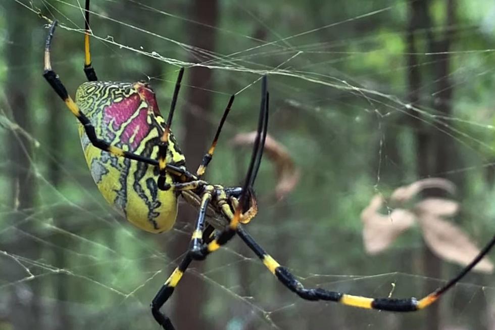 The Invasive Joro Spider May Be Taking Over the East Coast This Year