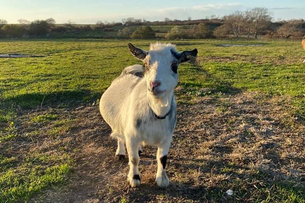 Middletown Farm Hosting Goat Hikes This Spring