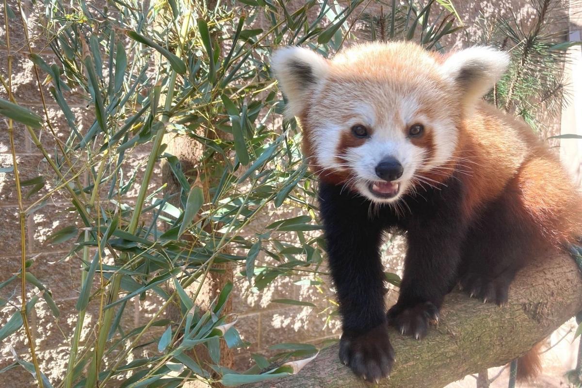 Buttonwood Park Zoo’s Red Pandas Gaining Fame thanks to New Technology