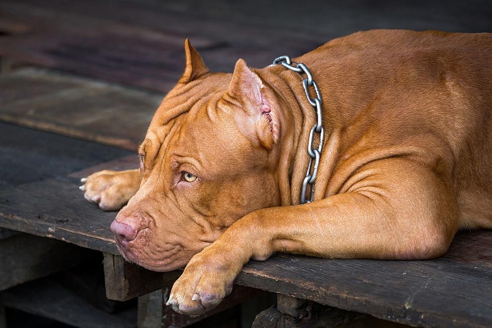 The ‘Dangerous Dog’ Law in Massachusetts You Might Not Know