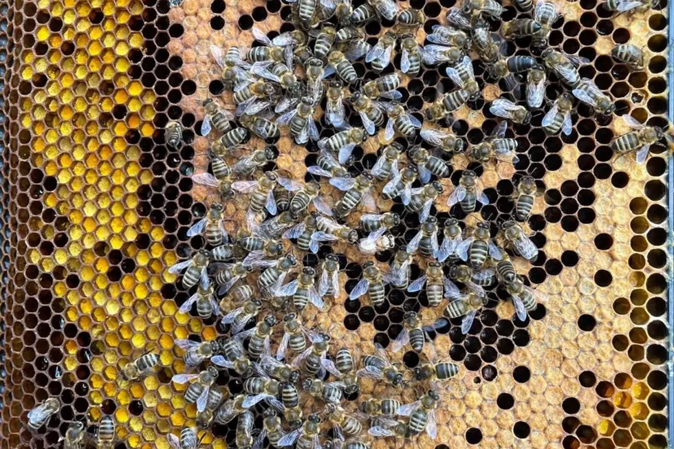 Wareham Farm&#8217;s Beekeeping Posts Are Buzzworthy