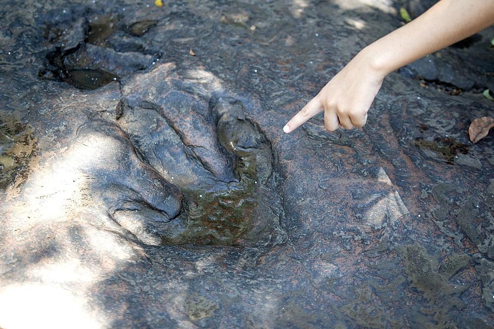 Dinosaurs Live On in Holyoke Thanks to Ancient Footprints and Fossils