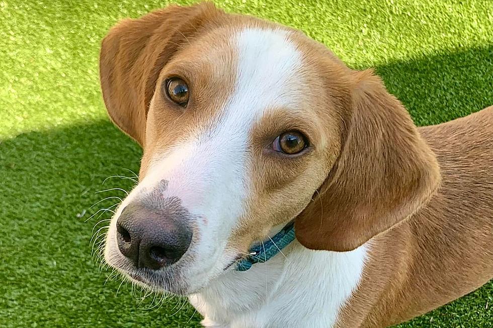 New Bedford Hound Living at Shelter Waiting to Make Forever Family Happy [WET NOSE WEDNESDAY]