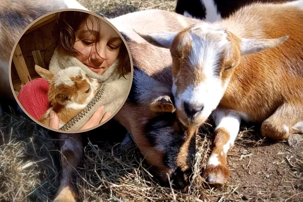 Cuddle With Mini Goats Thanks to This Rhode Island Airbnb Experience