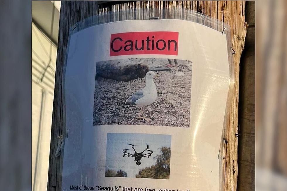 Strange Cape Cod Canal Seagull Flyer Is Worth The Call