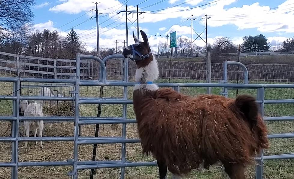 One-Eyed Llama Available For Adoption Through MSPCA