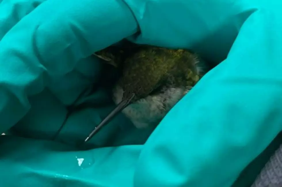 Buttonwood Park Zoo Rescues and Releases Sick Hummingbird