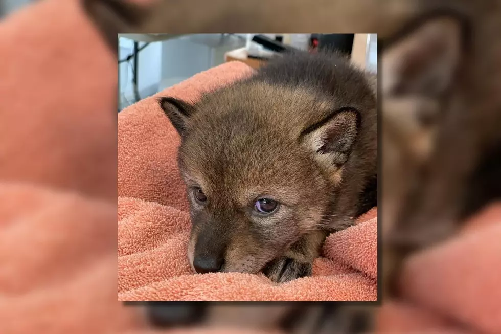 Weymouth Couple Shocked After Baby Coyote is Mistaken for Puppy