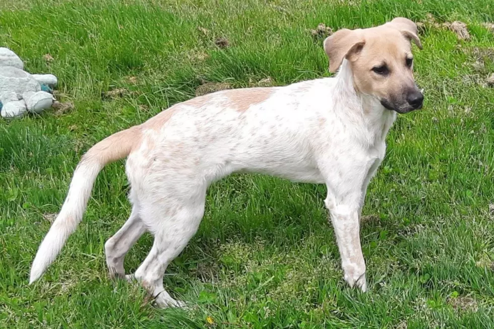 Fairhaven Puppy Was ‘Too Much Work’ & Now Waits for a New Forever Family [WET NOSE WEDNESDAY]