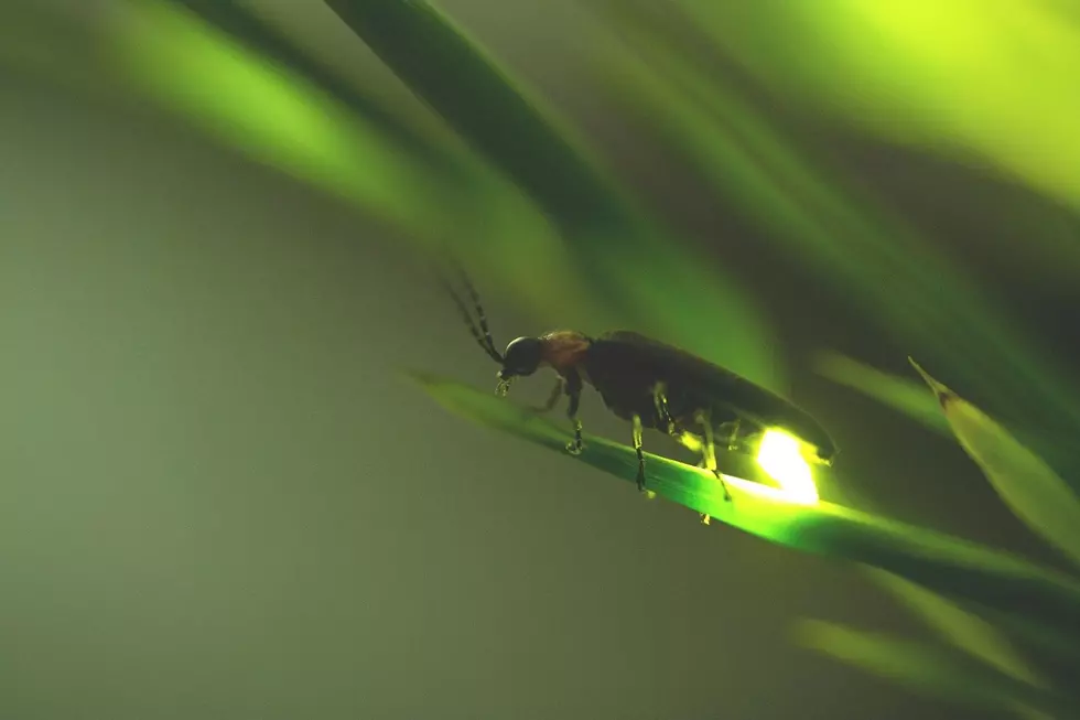 Need a Summer Hobby? Track Fireflies