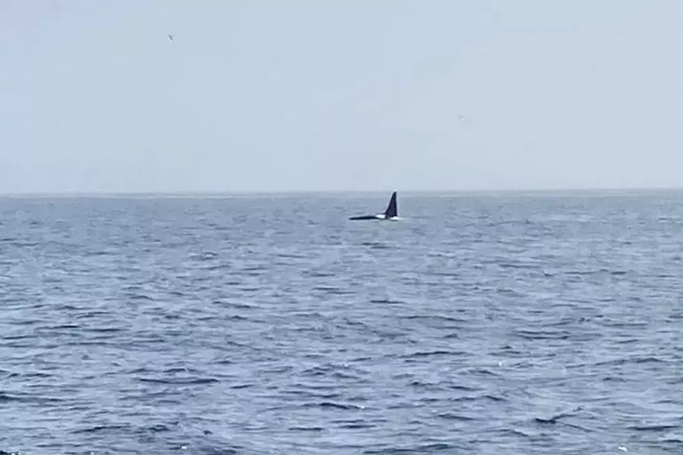 Rare Orca Whale Encounter Caught on Camera Off the Coast of Cape Cod