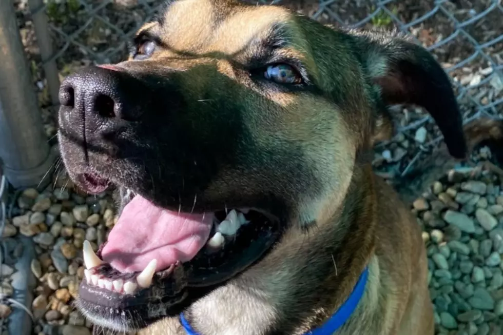 Fall River Hound Puppy Ready to Make a Forever Family Smile [WET NOSE WEDNESDAY]