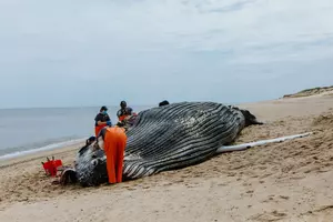 Humpback Whale Washes Up on Cape Cod Beach