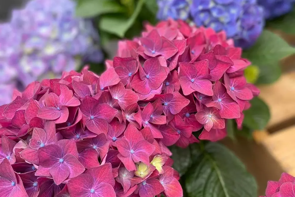 See All the Beautiful Color You Can Handle at Cape Cod Hydrangea Festival