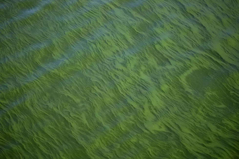 Rhode Island Officials Warn Newport Pond Potentially Teeming with Toxins