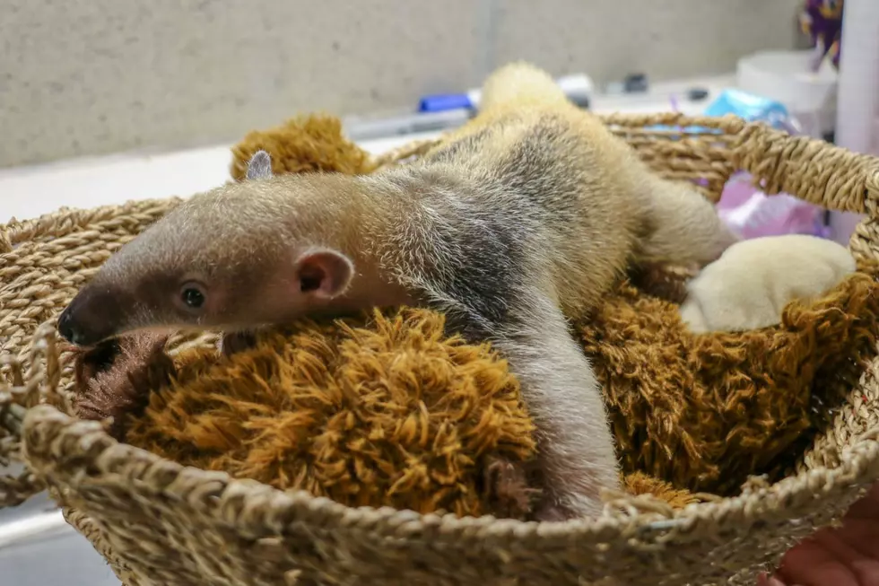 Roger Williams Park Zoo Welcomes Baby Tamandua as Newest Resident