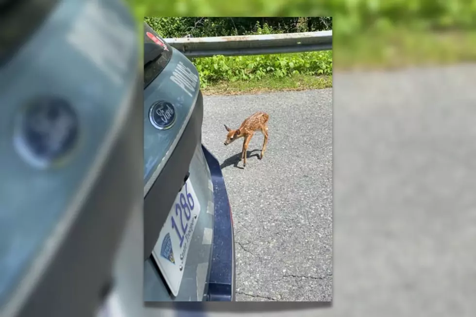 Massachusetts State Trooper Stops Traffic to Save Little Deer in the Headlights