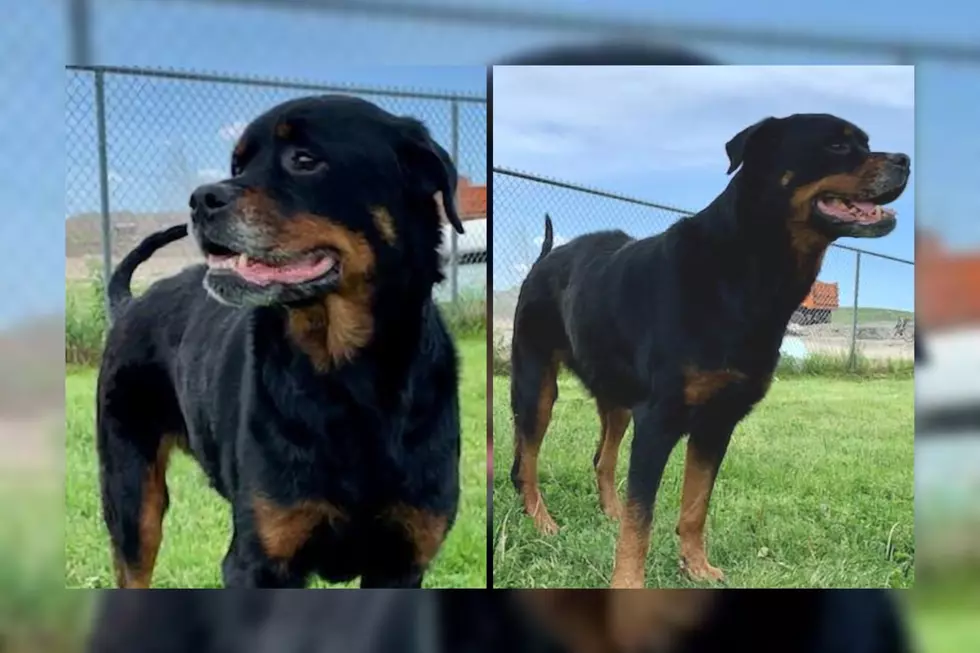 Fairhaven Rottweiler Hopes to Grow Old Outside of the Shelter [WET NOSE WEDNESDAY]