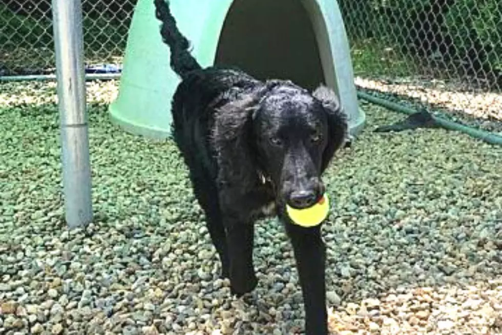 Fall River Labradoodle Surrendered to Shelter After Owners Move Out of State [WET NOSE WEDNESDAY]