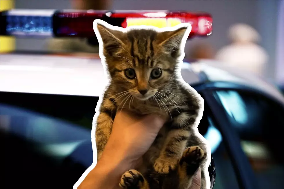 Dartmouth Officer Adopts Kitten After the Little Guy Was Found Inside Bumper