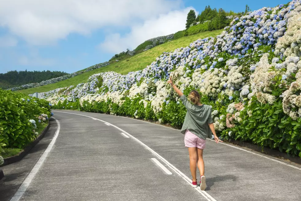 How Beautiful Hydrangeas Link Fall River to the Azores