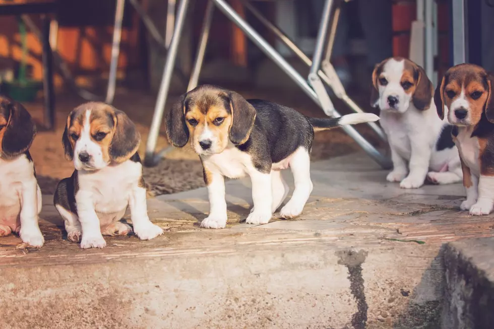 Rescued Beagles Awaiting Adoption [WET NOSE WEDNESDAY]