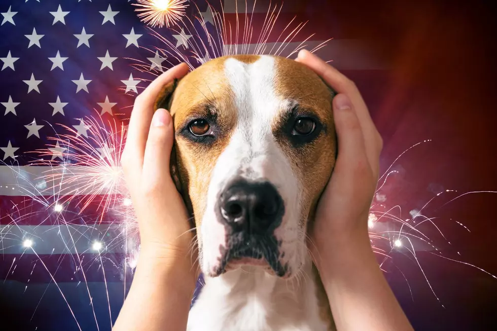 Fairhaven Veterinarian Shares Tips to Keep Your Dog Calm During Fourth of July Fireworks