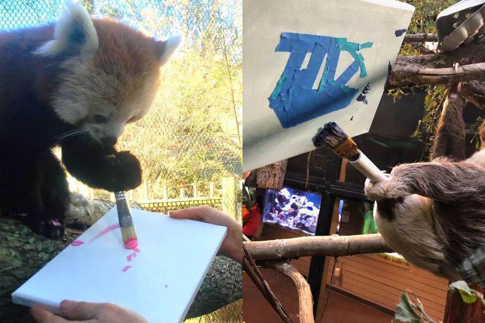 Buttonwood Park Zoo’s Art Created by Animals Is Being Auctioned to Spruce up Your Walls