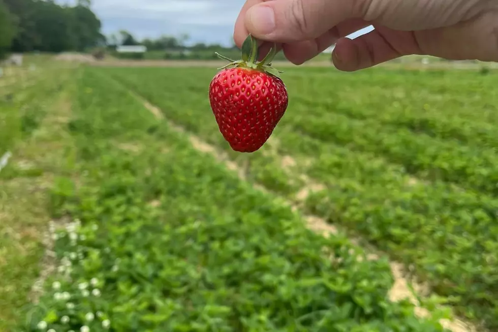 Sweet! It&#8217;s Strawberry-Picking Time in Acushnet