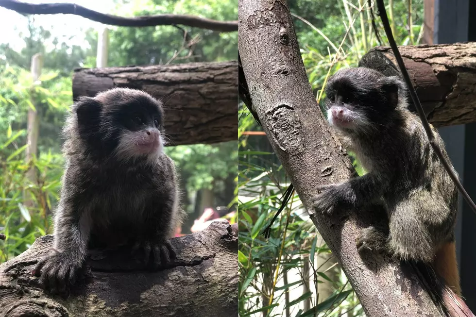 Buttonwood Park Zoo Welcomes Adorable Baby Monkey