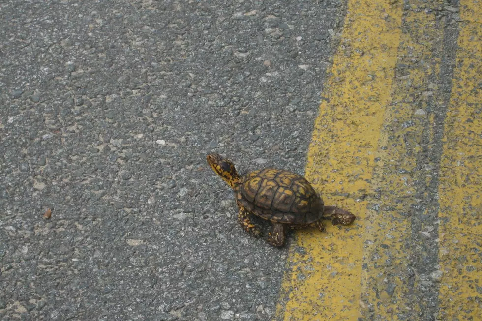 How You Can Be a &#8216;Turtle Hero&#8217; During Busy Massachusetts Mating Season