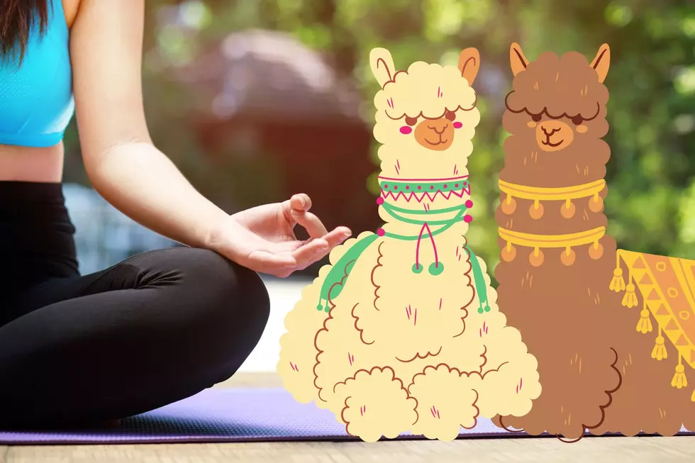 Downward-Dog With Some Dartmouth Alpacas to Help an Animal Shelter in Need