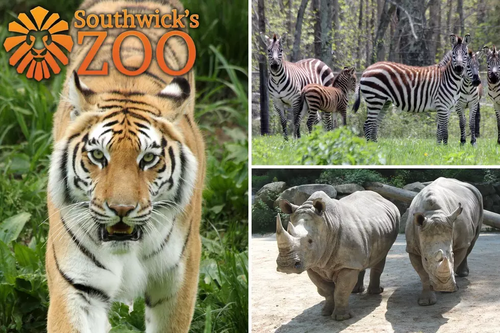 Free Fun Friday: Family Four-Pack to Southwick&#8217;s Zoo and Gift Card to Galliford&#8217;s Restaurant &#038; Tavern