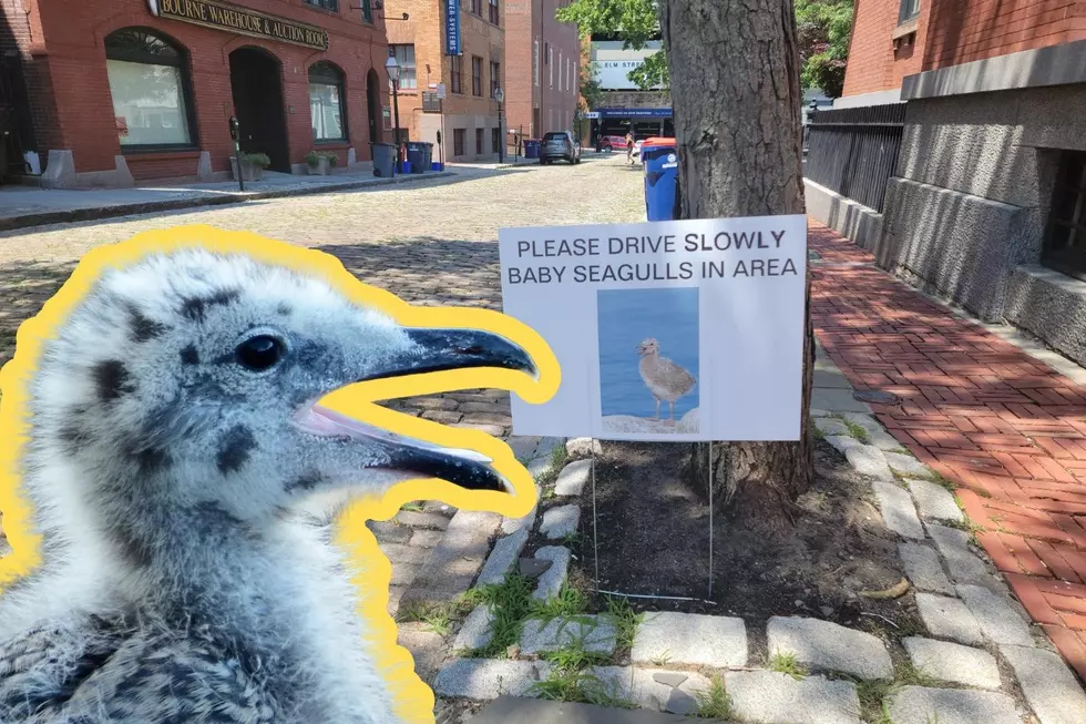 New Bedford Sign Alerts Downtown Drivers to Baby Seagulls