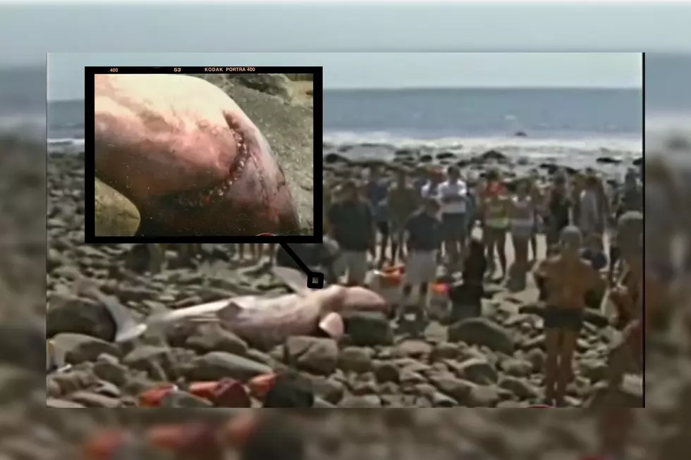 WATCH: Remember When a 13-Foot Great White Washed Ashore in Westport?