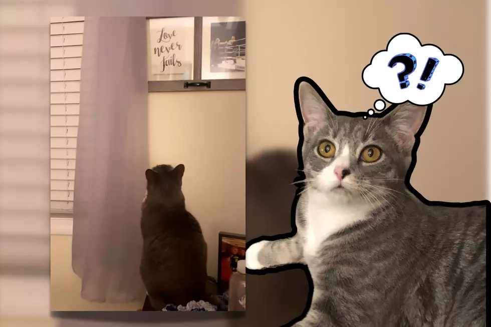 Ghost Or Not? Maddie Levine Shook After Filming Strange Interaction With Cat