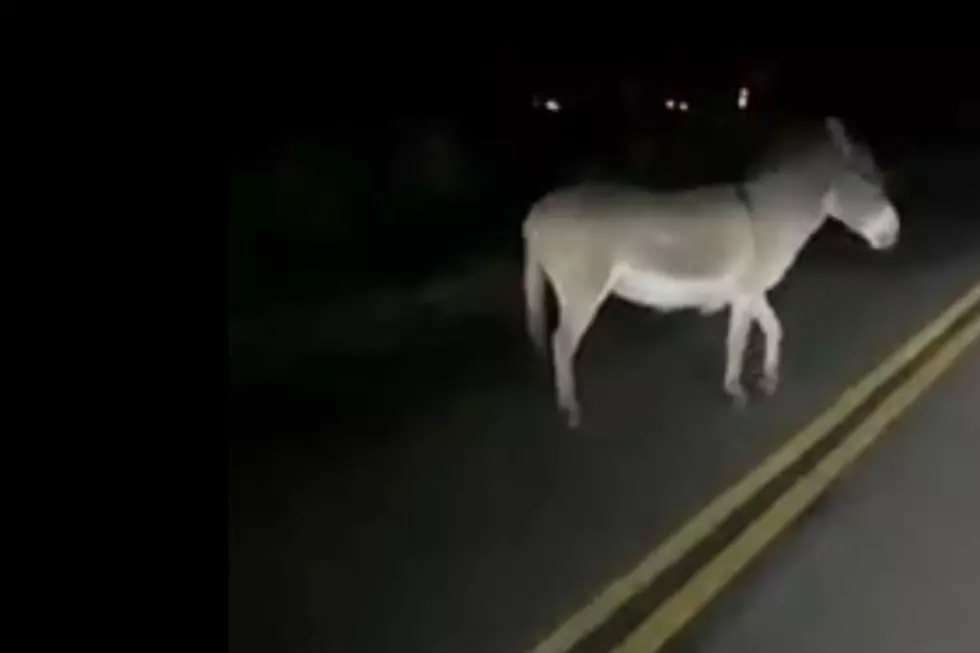 Dartmouth Donkey Caught Taking a Late-Night Stroll on Fisher Road
