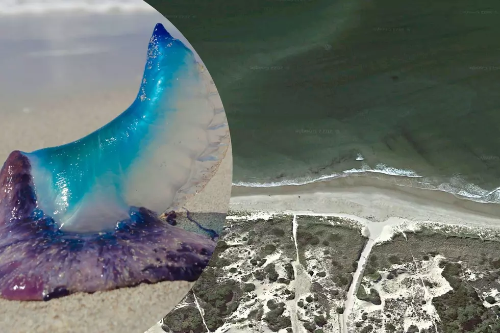 Portuguese Man O&#8217; War Reported at Popular Westport Beach