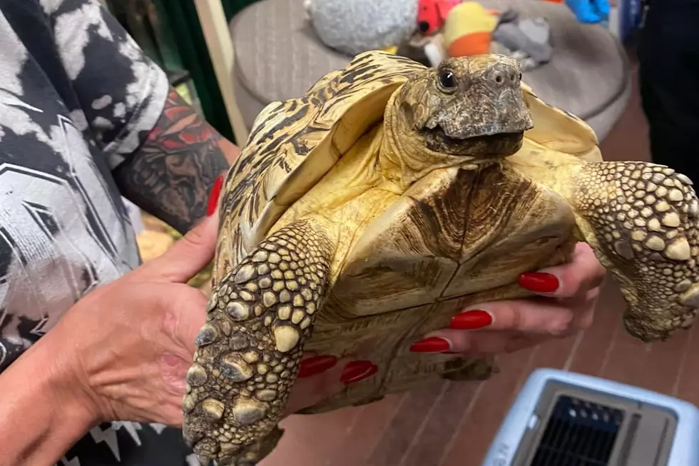 Tony the New Bedford Tortoise Mysteriously Disappears