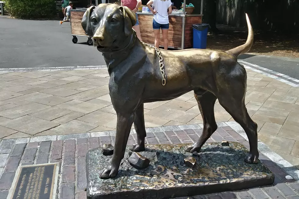 Surprising True Story of Providence Zoo’s Amazing Sentinel Dog