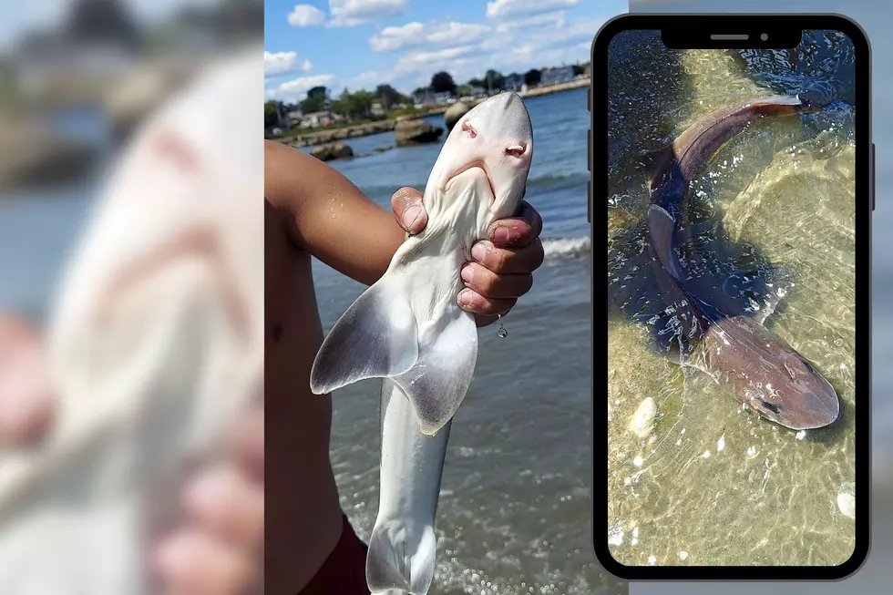 New Bedford Family Saves Small Beached Shark in the South End [VIDEO]