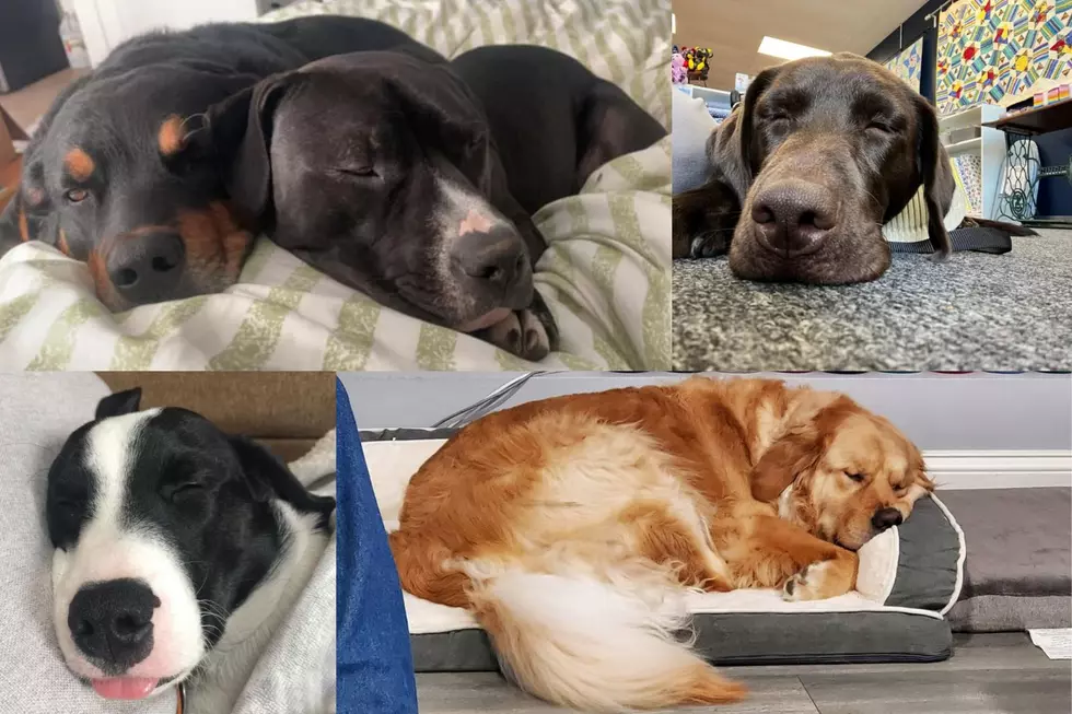 Here Are 52 More Sleepy SouthCoast Dogs to Brighten Your Day