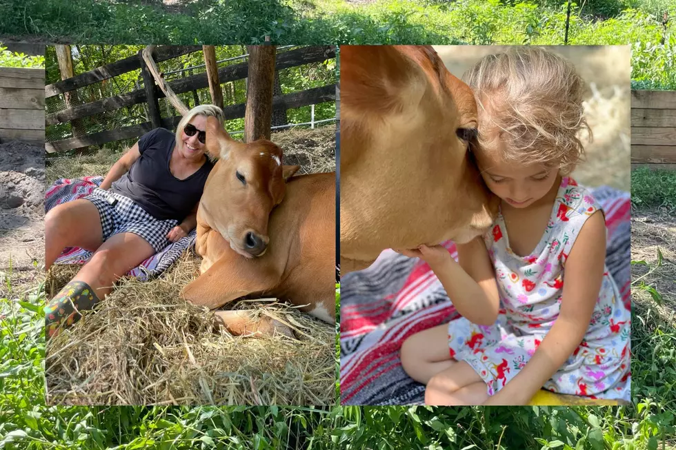 Cuddle Cows in Carver at Phippen Farm