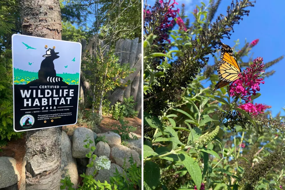 There's a Reason For Milkweed at Buttonwood Zoo