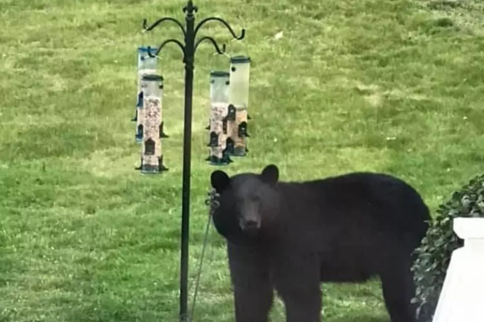 Bear Sightings in Massachusetts Becoming More Common