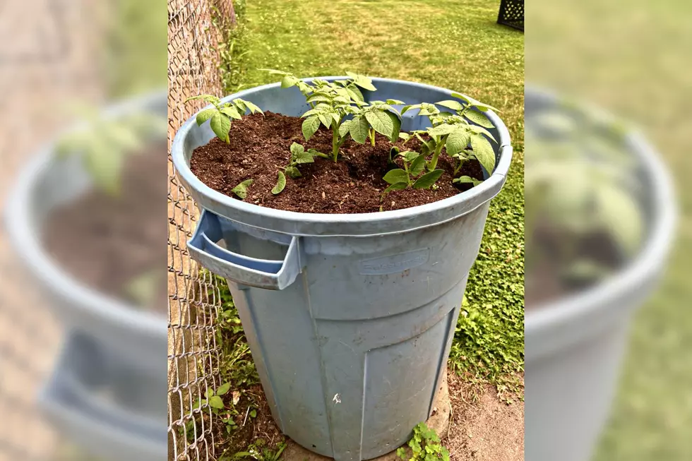 Why Trash Can Potatoes Are Appealing to City Gardeners