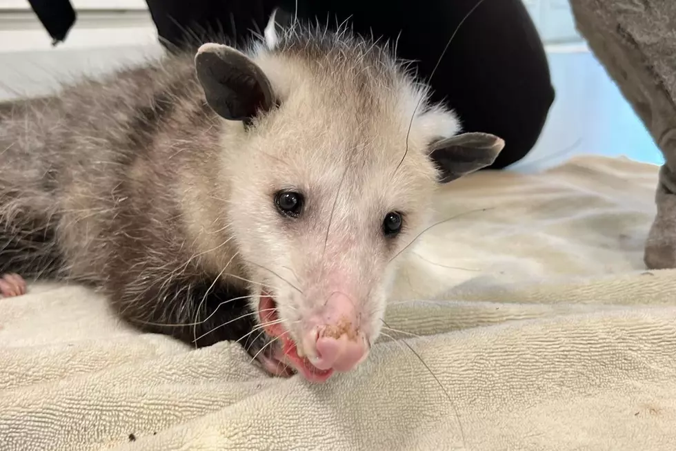 Cape Cod Opossum Almost Dies Because of Discarded Wire