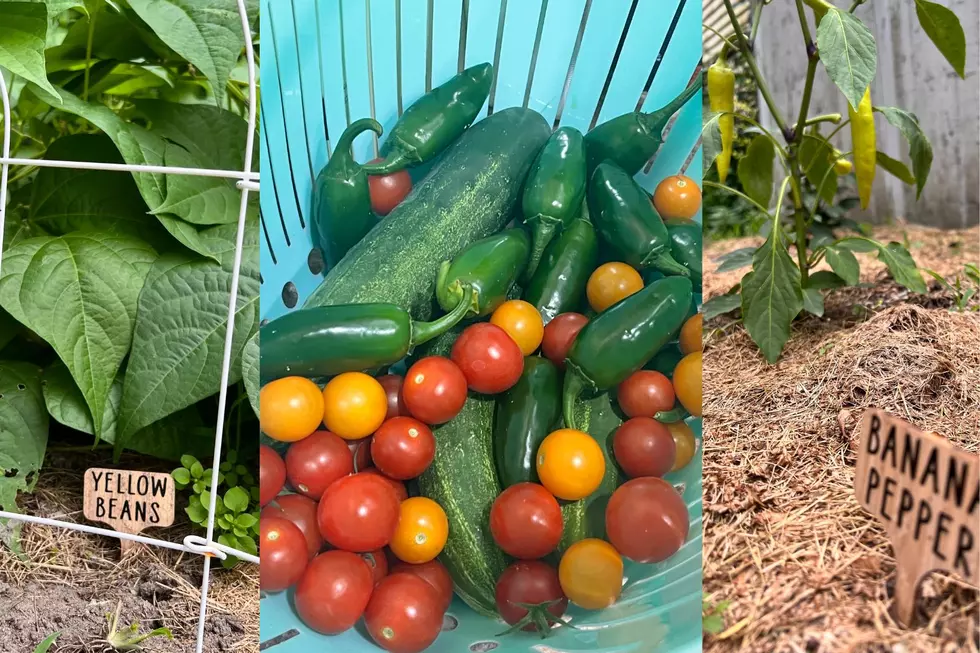 Drought No Match for This Super-Strong New Bedford Veggie Garden