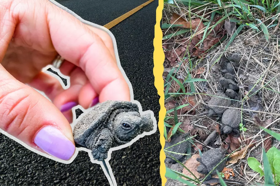 Dartmouth Women Save 30 Baby Turtles From Getting Hit by Traffic