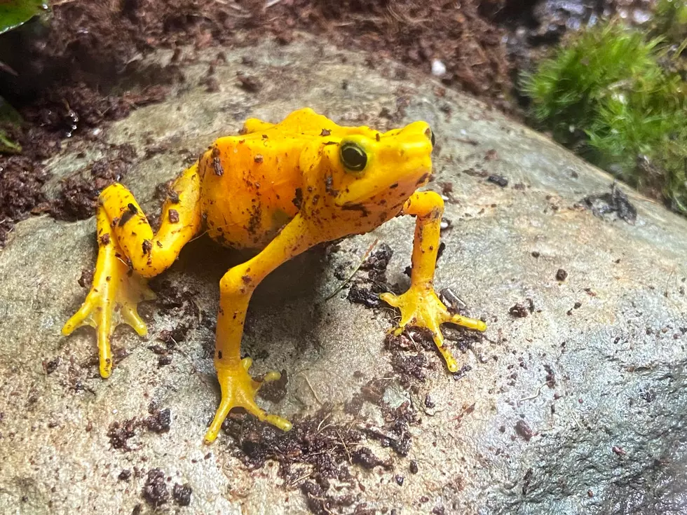 Critically Endangered Golden Frog Moving Into Buttonwood Zoo Lobby